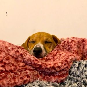 Meet your Posher, Lily